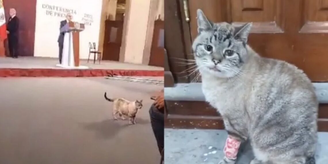 Zeus era parte del grupo de poco más de 20 gatos que son huéspedes de Palacio Nacional, donde se le provee comida y atención médica.
