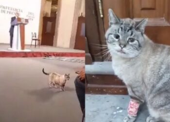 Zeus era parte del grupo de poco más de 20 gatos que son huéspedes de Palacio Nacional, donde se le provee comida y atención médica.