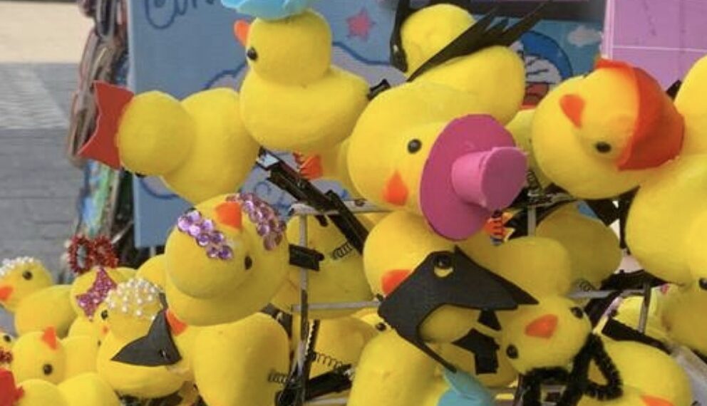 Presencia de los patitos se intensificó