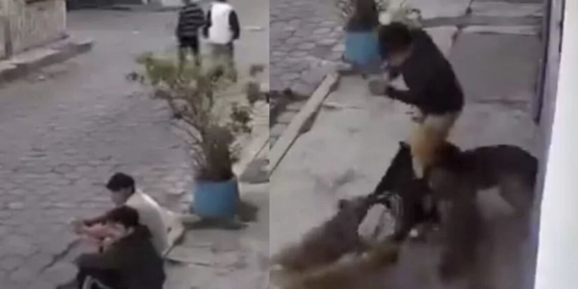 Los jóvenes se encontraban platicando sentados en una banqueta cuando fueron sorprendidos por la jauría de perros.