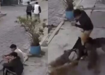 Los jóvenes se encontraban platicando sentados en una banqueta cuando fueron sorprendidos por la jauría de perros.