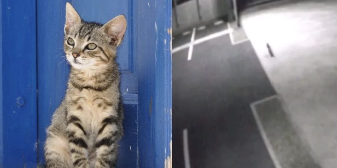 El animal dejó huellas y pudo ser captado por cámaras de seguridad, sin embargo continúa suelto y es un peligro para la ciudadanía.