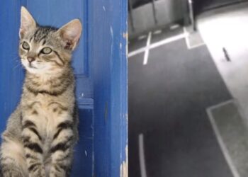 El animal dejó huellas y pudo ser captado por cámaras de seguridad, sin embargo continúa suelto y es un peligro para la ciudadanía.