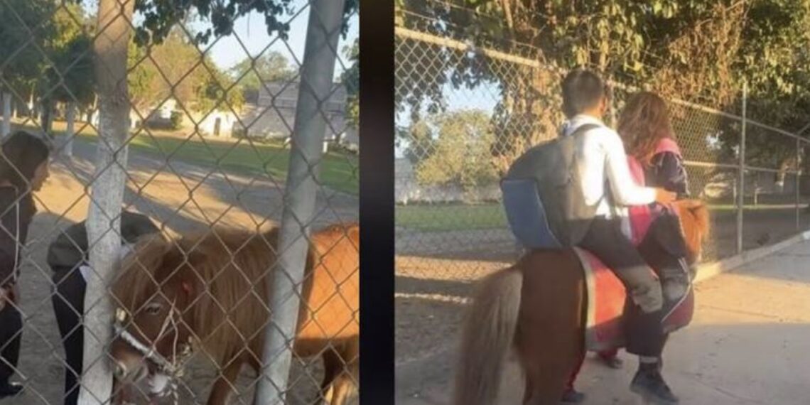 Desde hace varios días, este animalito había tomado protagonismo luego de circulara un video en el que se observa a una niña ir sobre él para asistir a su colegio