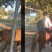 Desde hace varios días, este animalito había tomado protagonismo luego de circulara un video en el que se observa a una niña ir sobre él para asistir a su colegio