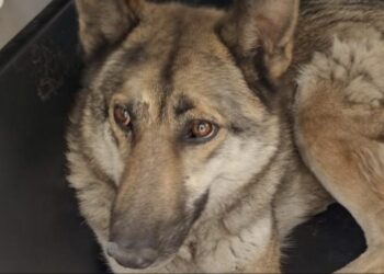 El animal se encuentra asegurado recibiendo atención médica, de acuerdo a la Brigada de Vigilancia.
