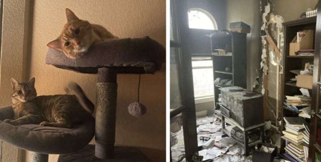 Pareja de gatos salvan a una familia de un incendio. Noticias en tiempo real