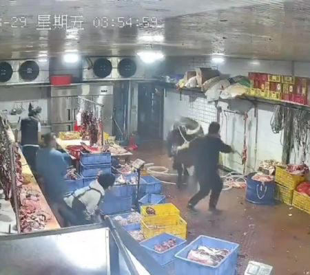 Vaca ataca a empleados de un matadero; el video se vuelve viral. Noticias en tiempo real