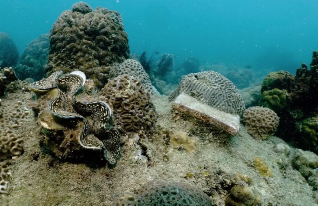 Confirman cuarto evento global de blanqueamiento de corales. Noticias en tiempo real