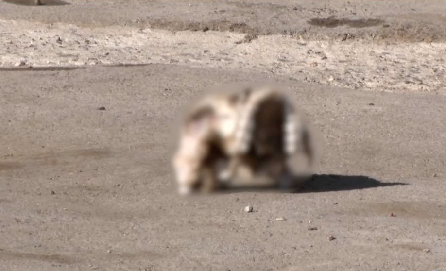 Perros jugaban con craneo humano en Salvárcar. Noticias en tiempo real