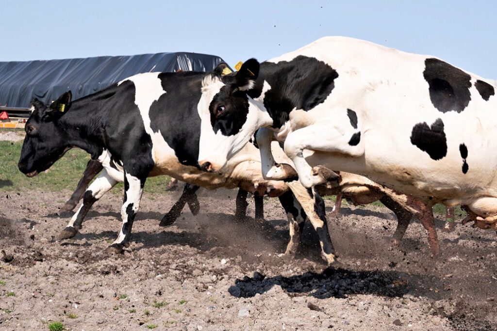 Detectan virus de gripe aviar en leche de vacas infectadas en EU: OMS. Noticias en tiempo real