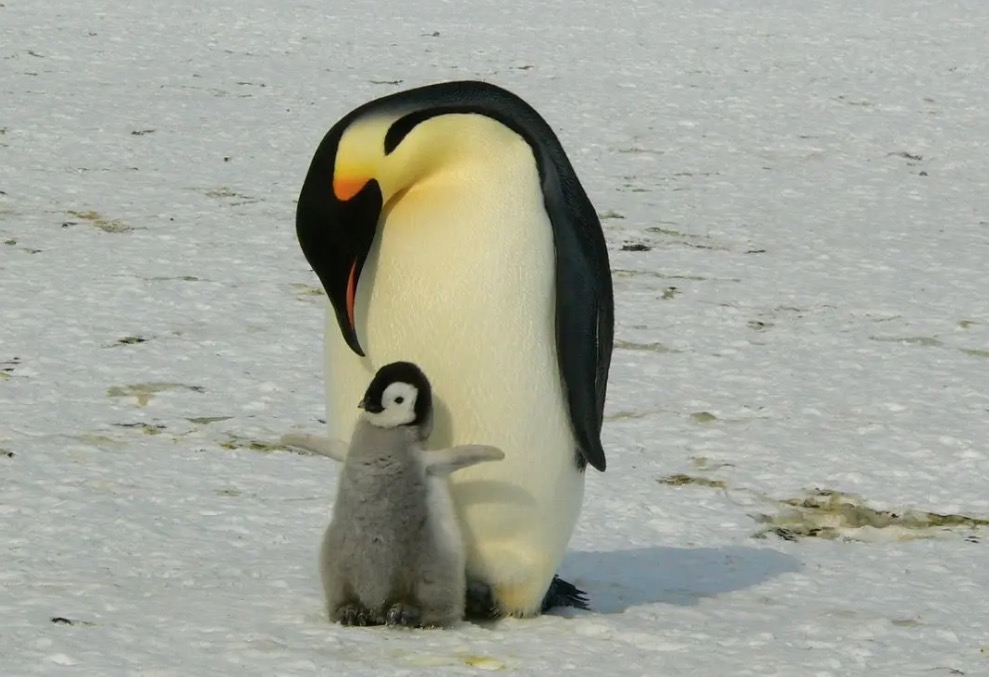 El deshielo diezma la reproducción del pingüino emperador. Noticias en tiempo real