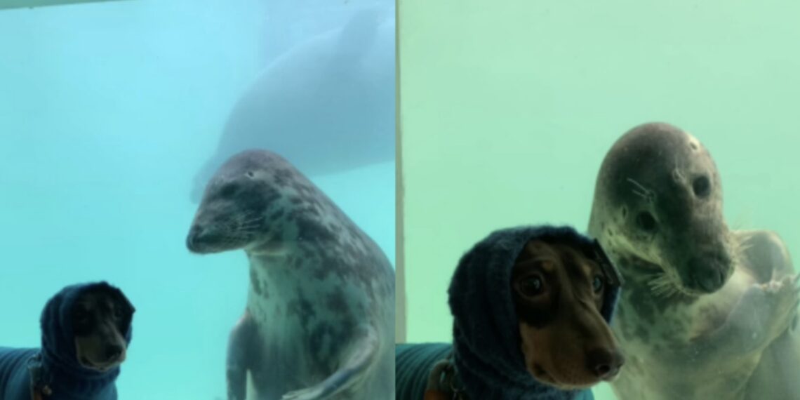 La curiosa reacción de la foca al ver al perro salchicha ha conmovido a miles de personas en redes sociales