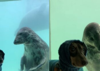 La curiosa reacción de la foca al ver al perro salchicha ha conmovido a miles de personas en redes sociales