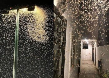 Luminarias de calles, parques y casas se llenaron de estos animales por millares