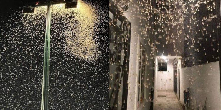 Luminarias de calles, parques y casas se llenaron de estos animales por millares