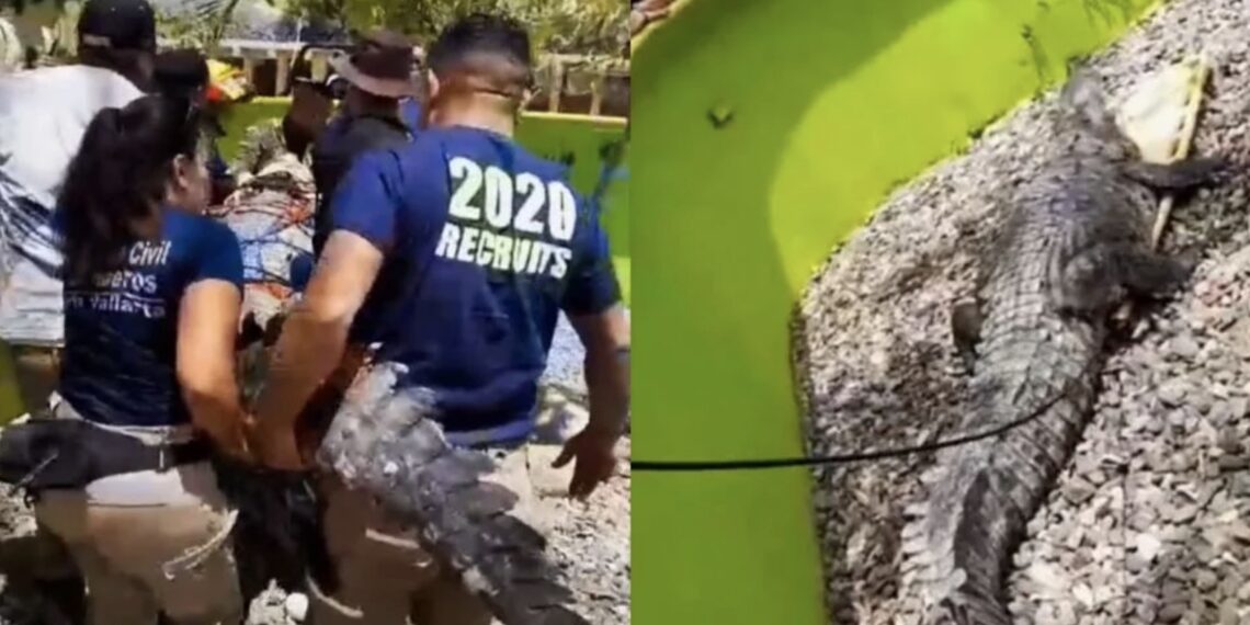 El ejemplar de más de 3 metros y medio de largo, fue capturado en una famosa zona turística de Puerto Vallarta.