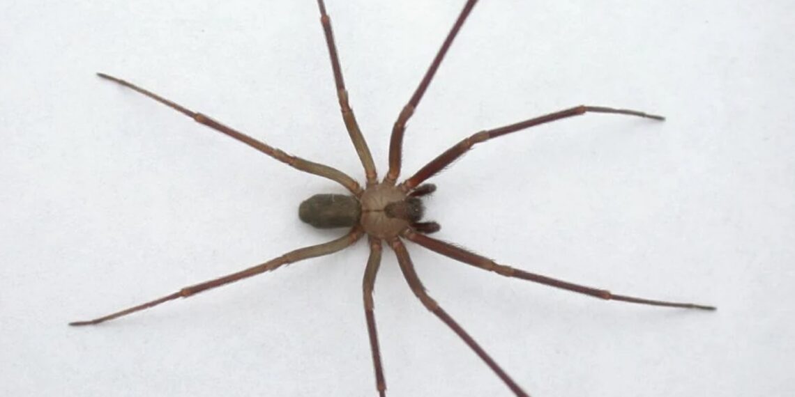 La mordedura de este animal puede ser mortal si no se atiende de inmediato.