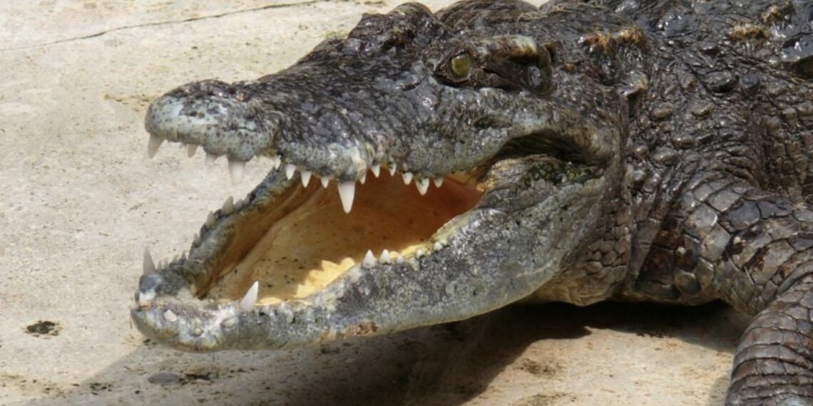 Al darse cuenta, los papás entraron a la laguna para salvar a su hijo pero también resultaron lesionados.