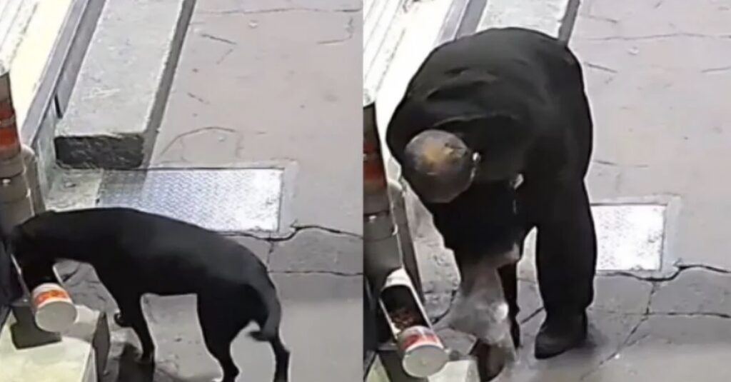 Indigna video de hombre robando croquetas a perrito callejero. Noticias en tiempo real