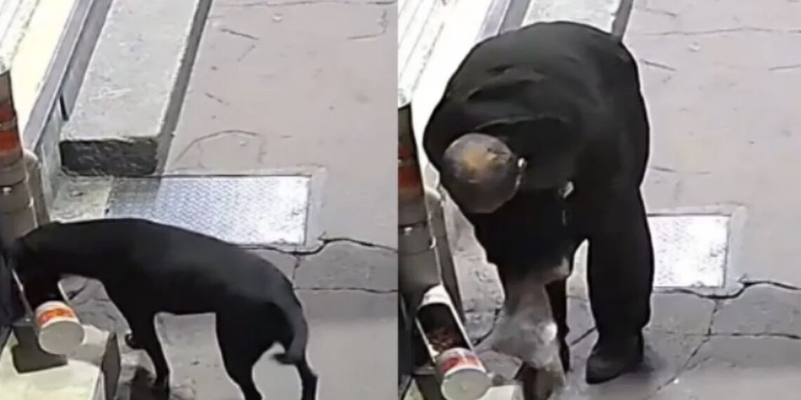 El hombre se llevó todas las croquetas en una bolsa de plástico y dejó sin comida al lomito.