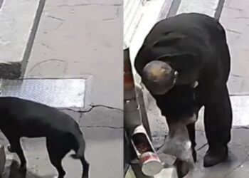 El hombre se llevó todas las croquetas en una bolsa de plástico y dejó sin comida al lomito.