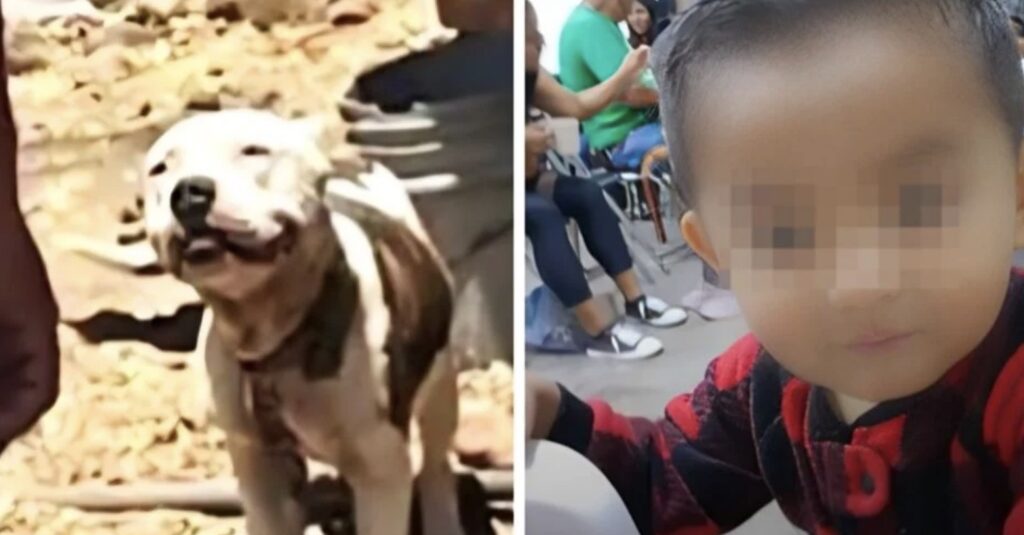 Pitbull mata a niño de 2 años; menor intentó acariciarlo. Noticias en tiempo real