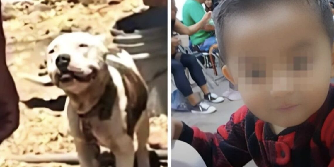 El animal quedó bajo el resguardo de la Fiscalía estatal.