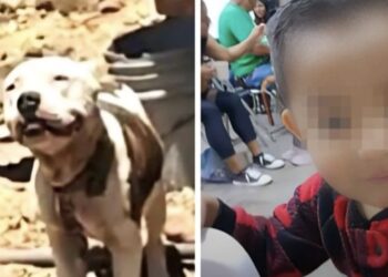 El animal quedó bajo el resguardo de la Fiscalía estatal.