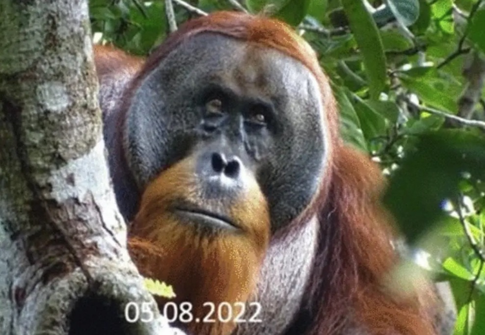 Orangután se cura con planta medicinal y maravilla a científicos. Noticias en tiempo real
