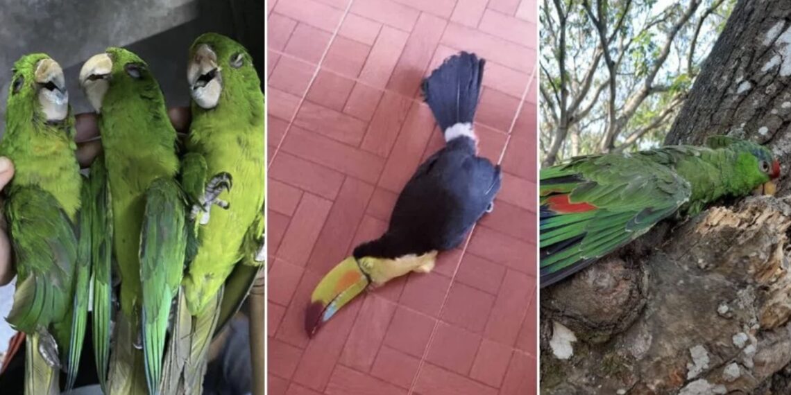 Los animales caen colapsados por golpes de calor, algunos quedan vivos pero les es muy complicado abrir sus ojos, señalan expertos.