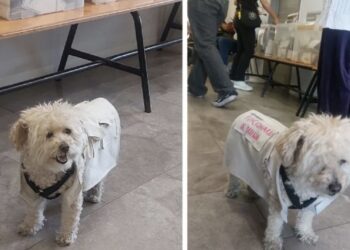 La mascota de una funcionaria de casilla ha estado cuidando el orden durante los comicios