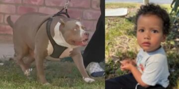 Muere bebé tras ser atacado por perros pitbull en Texas; niñera fue detenida