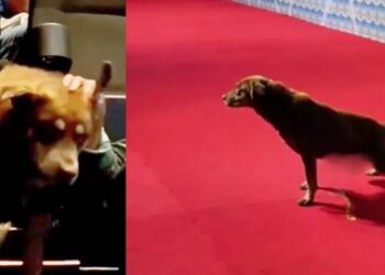 Las imágenes fueron compartidas en redes sociales y rápidamente se hicieron virales