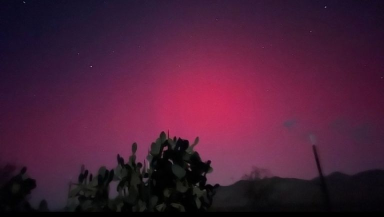 a pink sky with a cactus