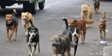 Esta reforma implica desde la enseñanza del cuidado a los animales, hasta garantizar su cuidado y conservación.