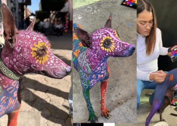 El usuario de redes sociales Bachmann Pedro, compartió las fotografías de su mascota