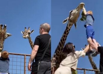 Un curioso y divertido video se ha hecho viral en Instagram, mostrando el momento en que un niño, durante una visita al zoológico