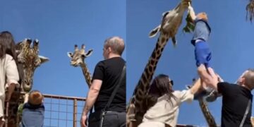 Un curioso y divertido video se ha hecho viral en Instagram, mostrando el momento en que un niño, durante una visita al zoológico