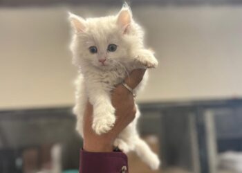 Bienestar Animal reanudó las adopciones en el Centro de Rescate y Adopción de Mascotas del Municipio (RAMM)