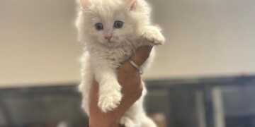 Bienestar Animal reanudó las adopciones en el Centro de Rescate y Adopción de Mascotas del Municipio (RAMM)