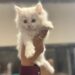 Bienestar Animal reanudó las adopciones en el Centro de Rescate y Adopción de Mascotas del Municipio (RAMM)