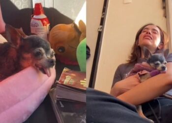 Un reciente vídeo a conmovido a millones de personas; el último día de una perrita.