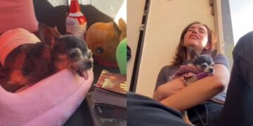 Un reciente vídeo a conmovido a millones de personas; el último día de una perrita.