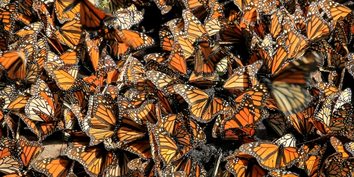 Los santuarios de la mariposa Monarca en México ya comenzaron a abrir después de que comenzaran a llegar los primeros ejemplares de este insecto
