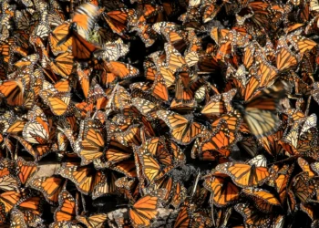 Los santuarios de la mariposa Monarca en México ya comenzaron a abrir después de que comenzaran a llegar los primeros ejemplares de este insecto