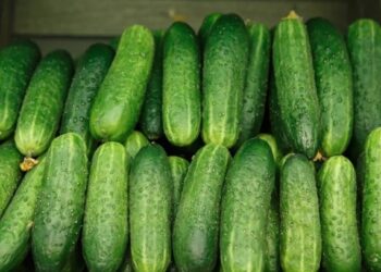 Los frutos fueron cultivados por Agrotato, S.A. de C.V en el estado de Sonora.