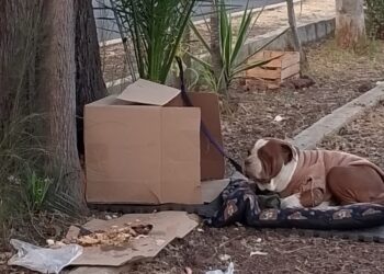 Según las publicaciones, el perrito tenía una cartulina con un número telefónico