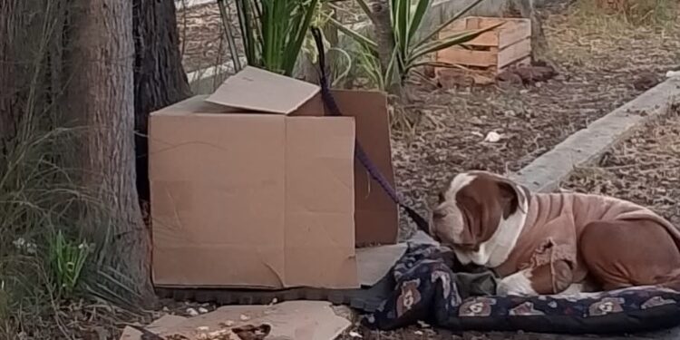 Según las publicaciones, el perrito tenía una cartulina con un número telefónico