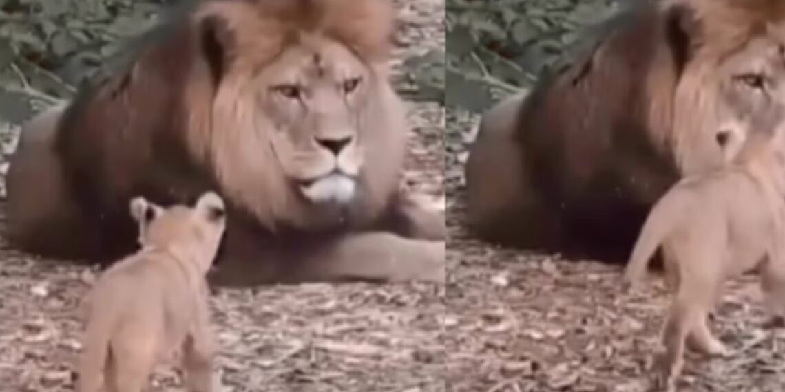 El video es un recordatorio de la importancia de preservar la vida silvestre y respetar los vínculos naturales en su hábitat.